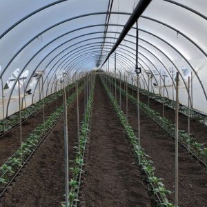 Polytunnel for low-growing vegetables