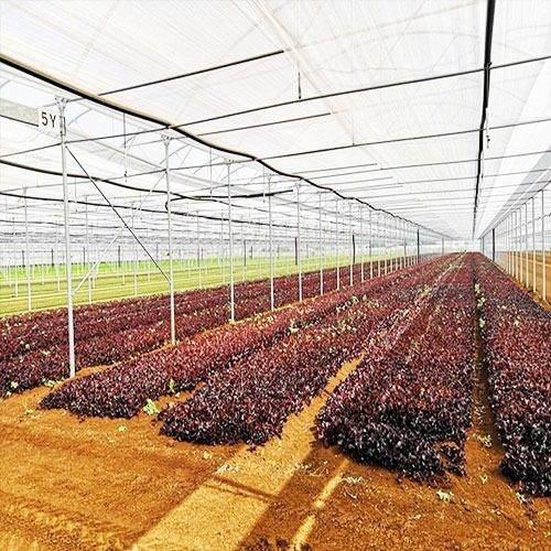 serra per orticoltura professionale