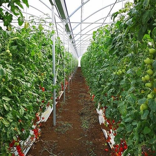 serra per agricoltura (pomodori)
