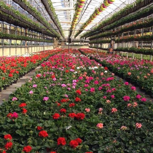 Serre multitunnel per fiori
