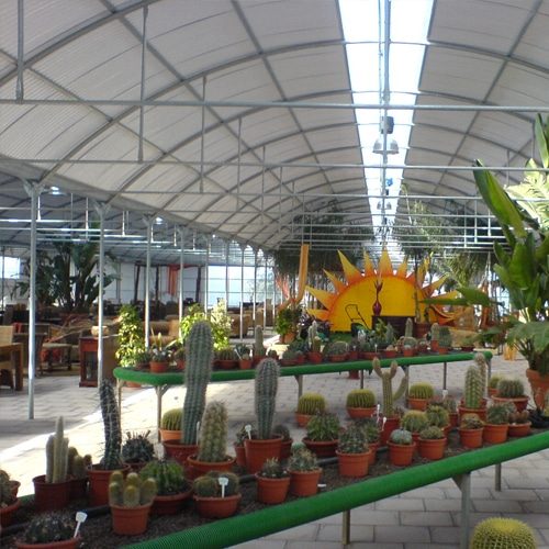 Serre vivaio con piante grasse
